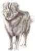 Dog_Portrait