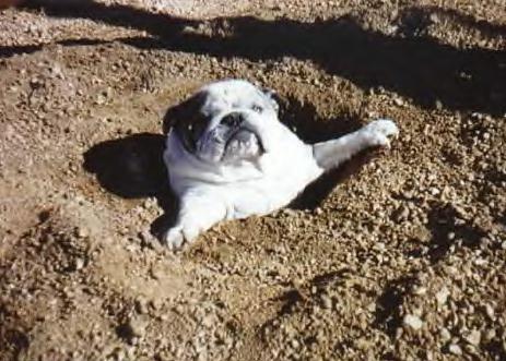<img:stuff/Dog_in_dirt.jpg>
