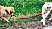 <img0*100:stuff/Dog_leading_dog..jpg>