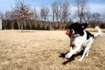 <img0*100:stuff/Dog_playing.jpg>