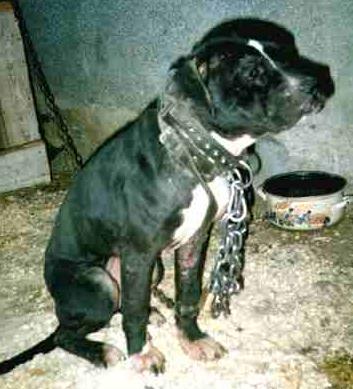 <img:stuff/Dogfighters_Life.jpg>