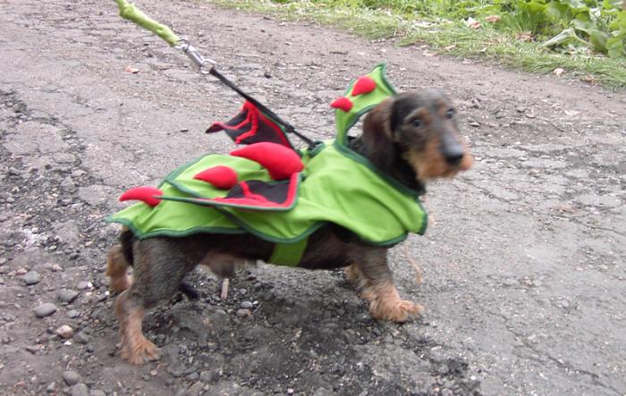 <img700*0:stuff/Dragon-Doggy.jpg>