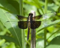 <img200*0:stuff/Dragonfly.5x4.jpg>