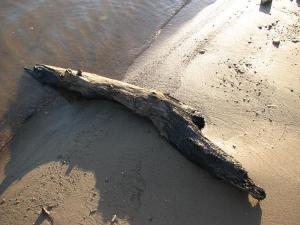 <img300*0:stuff/Drift_Ashore.jpg>