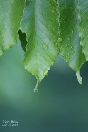 <img300*0:http://elftown.heddate.com/stuff/Droplets_leaves_.jpg>