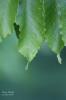 miscellaneous plant reference pictures by Tynuka