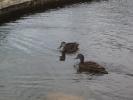 <img0*100:stuff/Ducks_in_lake.jpg>