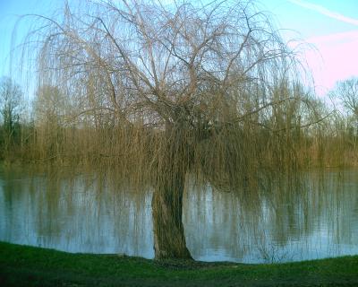 <img400*320:stuff/E%3Adenisa%20images%20et%20plusNaturePICT5091.JPG>