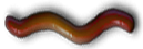 <img:stuff/Earthworm_2.png>
