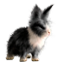 <img:stuff/EasterBulletBunBlknWhDutchRev.png>