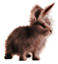 <img:stuff/EasterBulletBunRustyRev.png>