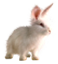 <img:stuff/EasterBulletBunWhiteRev.png>