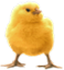 <img:stuff/EasterBulletChick-1.png>