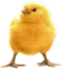 <img:stuff/EasterBulletChick-1Rev.png>
