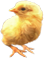 <img:stuff/EasterBulletChick-2.png>