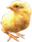 <img:stuff/EasterBulletChick-2Tiny.png>