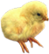<img:stuff/EasterBulletChick-3.png>