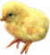 <img:stuff/EasterBulletChick-3Rev.png>