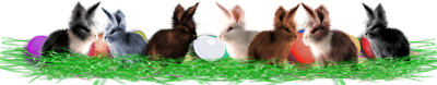 <img:stuff/EasterDivBunColEgsJelBnsRev.png>
