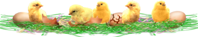 <img:stuff/EasterDivChics-RealEgs.png>