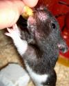 <img100*0:stuff/Eating_Hamster.jpg>