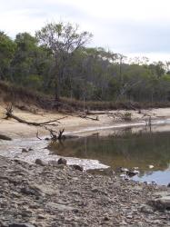 <img0*250:stuff/Eerie_Mangroves_2.jpg>