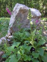 <img0*200:stuff/Eirikr%27s%20garden%203.jpg>