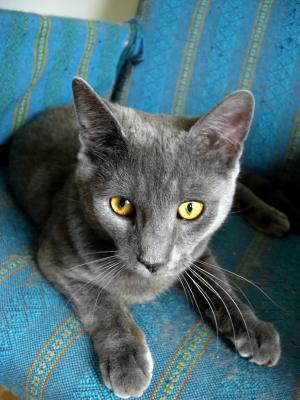 <img300*0:stuff/ElliotKitty-trin.jpg>