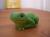<img50*0:stuff/Elys_froggy.jpg>