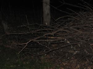 <img300*0:stuff/Empty_branches.jpg>