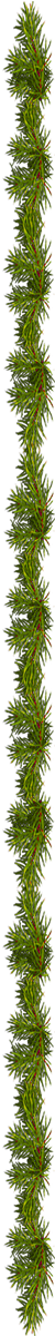 <img:stuff/EvergreenBorder_50X1200_rev.png>