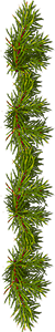 <img:stuff/EvergreenBorder_50X300.png>