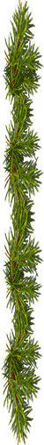 <img:stuff/EvergreenBorder_50X500.png>
