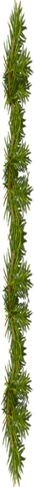 <img:stuff/EvergreenBorder_50X700.png>