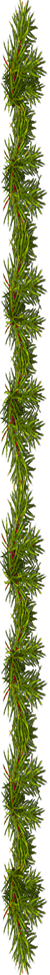 <img:stuff/EvergreenBorder_50X975.png>
