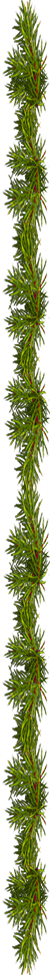 <img:stuff/EvergreenBorder_50X975_rev.png>