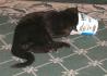 <img0*70:stuff/Everything%20a%20cattoy%204a.jpg>