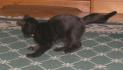 <img0*70:stuff/Everything%20a%20cattoy%205a.jpg>