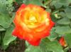 <img100*0:stuff/F%3ADiversenFoto%27sNatuurfotografieBloemen,%20Planten%20%26%20BomenOranjeroos%20verkleind.JPG>