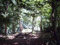 <img200*0:stuff/FP_BradleyWoods_002.jpg>