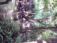 <img200*0:stuff/FP_BradleyWoods_003.jpg>