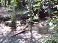 <img200*0:stuff/FP_BradleyWoods_006.jpg>