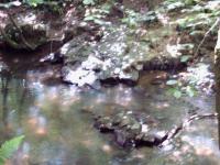 <img200*0:stuff/FP_BradleyWoods_010.jpg>