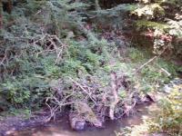 <img200*0:stuff/FP_BradleyWoods_011.jpg>