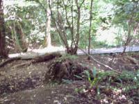 <img200*0:stuff/FP_BradleyWoods_013.jpg>