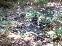 <img200*0:stuff/FP_BradleyWoods_014.jpg>