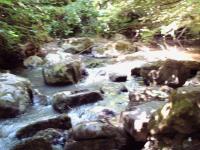 <img200*0:stuff/FP_BradleyWoods_015.jpg>