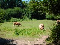 <img200*0:stuff/FP_BradleyWoods_019.jpg>