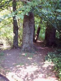 <img200*0:stuff/FP_BradleyWoods_020.jpg>