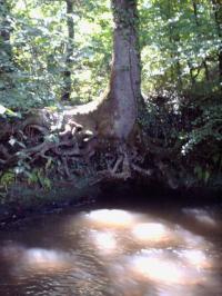 <img200*0:stuff/FP_BradleyWoods_021.jpg>